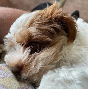 K. Trevor Wilson Instagram - Moose is my very first dog and I am super impressed by this little man. He’s been with us for less than a week and this 10 week old pup has learned his name, comes when called 9 out of 10 times and has almost mastered the sit command. Plus he is so cuddly!