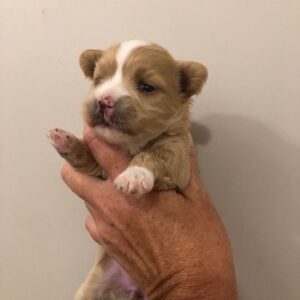K. Trevor Wilson Instagram - Happy Birthday to little miss Goldie who turns 1 today. She’s a small dog with a big personality
