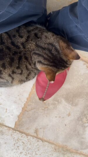 Kadir Çöpdemir Instagram - Açık söyliim bu kedi hayvanı büyük çakal… Hepsi mi böyle? Bu mu “en” bilmiyorum ve fakat görüyorum bu büyük çakal… Bence nasıl kolay tavlanabilcek bi mal olduğuma ayıktı, hayatıma sızıp, ele geçirme planını yaptı ve adım adım aksiyon aldı… Önce uzaktan kesti, hiç kaale almadım neticede köpekseverim bana ne dedim. Sonra gelip bana değil oturduğum sandalyeye sürtünmeye başladı, bana ne kaşınıyo bu şekil herhalde dedim. Meğer ben kaşınmışım, sonra otururken sarkan elime gafayı, bünyeyi temas ettirmeye başladı “sevilme sorunsalı var ellaam” dedim sevdim ve yiyecek vermeye başladım geldiğimiz noktayı görüyonuz dışarda oturduğum vakit gelip ayaklarıma yatıyo… Şerefsiz alenen kullanıyo beni ya…Neyse kucağıma çıkana kadar sabrederim kucağıma zıplamaya kalkarsa def ederim gider… Di mi? Edemem mi yoksa? Çakıyor musunuz bu işlerden? Bu ilişkinin sonu neye varır?