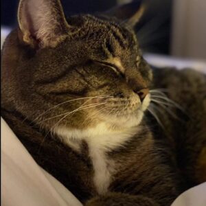 Kahlen Rondot Instagram - 💔💔😿😻Today I had to say goodbye to my best friend who has been with me for 2 decades. She was tired and fought hard against disease. But now it's time for my baby Tadpole to rest easy. 

To the many roommates we had over the years and friends we made, thank you for loving her and listening to this chatty lady over the years 😻😿💔💔