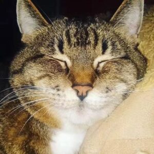 Kahlen Rondot Instagram - 💔💔😿😻Today I had to say goodbye to my best friend who has been with me for 2 decades. She was tired and fought hard against disease. But now it's time for my baby Tadpole to rest easy. 

To the many roommates we had over the years and friends we made, thank you for loving her and listening to this chatty lady over the years 😻😿💔💔