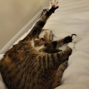Kahlen Rondot Instagram - 💔💔😿😻Today I had to say goodbye to my best friend who has been with me for 2 decades. She was tired and fought hard against disease. But now it's time for my baby Tadpole to rest easy. 

To the many roommates we had over the years and friends we made, thank you for loving her and listening to this chatty lady over the years 😻😿💔💔