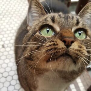 Kahlen Rondot Instagram - 💔💔😿😻Today I had to say goodbye to my best friend who has been with me for 2 decades. She was tired and fought hard against disease. But now it's time for my baby Tadpole to rest easy. 

To the many roommates we had over the years and friends we made, thank you for loving her and listening to this chatty lady over the years 😻😿💔💔