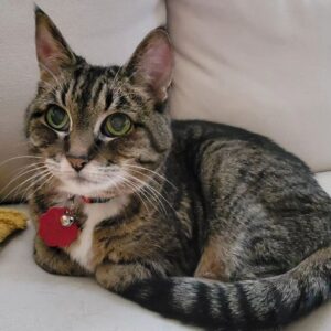 Kahlen Rondot Instagram - 💔💔😿😻Today I had to say goodbye to my best friend who has been with me for 2 decades. She was tired and fought hard against disease. But now it's time for my baby Tadpole to rest easy. 

To the many roommates we had over the years and friends we made, thank you for loving her and listening to this chatty lady over the years 😻😿💔💔