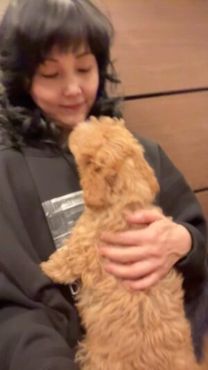 Kaho Minami Instagram - Puppies全員集合、最後の日🍀
翌日、モモたんは新しいお家に行くのです🌈
4人兄妹はそれぞれの家に行くまでに、色の名前で呼ぶことに。
アオ、モモ、キイ、アカ。
モモたんは1番最初に家を出ます。
でも大丈夫‼️愛情深い友人の家に行くのだから🍀🍀🍀
一生ぶんのだっこして、見送ります😊
モモたん幸せに暮らしてね🌈

#トイプードル 
#トイプードル親子 
#トイプードル多頭飼い 
#トイプードル好きな人と繋がりたい 
#犬のいる暮らし 
#犬好きな人と繋がりたい 
#トイプードル好きな人と繋がりたい 
#南果歩
#kahominami 
#미니미카호 
#japaneseactor