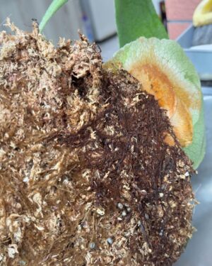 Kai Hsu Instagram - 今天自己煮了雞腿肉和調蜂蜜檸檬當早餐
分株了鹿角蕨
解決了洗衣機水管阻塞的問題
倒了好多垃圾
還看了《死期將至》
果然是出自網漫，很有動漫節奏感！很喜☺️

還去久違的游泳
然後游泳池的滑水道鋼架剛好可以在水中吊單槓
於是我做了三組練背的動作中間加入游泳有氧
真是方便😂😂
練完再三溫暖一下
然後挑戰給咬腳皮魚咬一分鐘 
笑到不行 真的很難撐

晚上自己煎牛排煮飯吃 🥩
真是舒服的一天🥰🥰