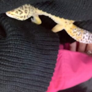 Kairi Yagi Instagram - 3枚目以降のは、年始実家に帰った時にパパとメダカ水槽のレイアウトなどして遊びました、トカゲとも遊びました可愛いいいいね