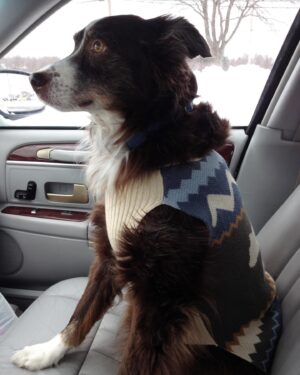 Kaley Ann Voorhees Instagram - Yesterday we had to say goodbye to our family member, Dallas Dog ♥️ we love you so much, Smalls, and we know you loved us. But you’re in a better place with your big sister Peaty. Thank you for being our constant companion and little brother during your 14 years of life. Always ready with a nubbin wag and a bark :) We love you! ♥️ and you will be so so missed