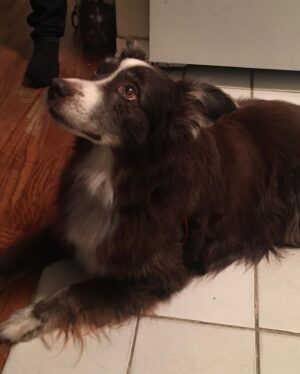 Kaley Ann Voorhees Instagram - Yesterday we had to say goodbye to our family member, Dallas Dog ♥️ we love you so much, Smalls, and we know you loved us. But you’re in a better place with your big sister Peaty. Thank you for being our constant companion and little brother during your 14 years of life. Always ready with a nubbin wag and a bark :) We love you! ♥️ and you will be so so missed