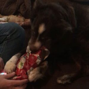 Kaley Ann Voorhees Instagram - Yesterday we had to say goodbye to our family member, Dallas Dog ♥️ we love you so much, Smalls, and we know you loved us. But you’re in a better place with your big sister Peaty. Thank you for being our constant companion and little brother during your 14 years of life. Always ready with a nubbin wag and a bark :) We love you! ♥️ and you will be so so missed