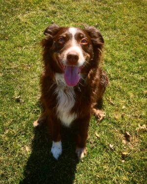 Kaley Ann Voorhees Instagram - Yesterday we had to say goodbye to our family member, Dallas Dog ♥️ we love you so much, Smalls, and we know you loved us. But you’re in a better place with your big sister Peaty. Thank you for being our constant companion and little brother during your 14 years of life. Always ready with a nubbin wag and a bark :) We love you! ♥️ and you will be so so missed
