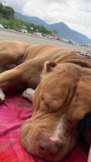 Kalindra Faria Instagram - 🏝 🐶💛 

@___monsterbaby___ 

#pitbull #pitbulls #pitbullsofinstagram #pitmonster