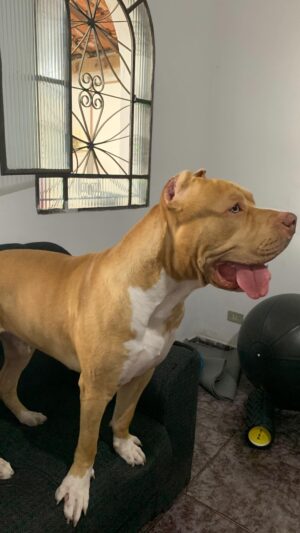 Kalindra Faria Instagram - 🤣🤣🤣🤣 

@___monsterbaby___ ficou doidão !!!! 

#pitbull #pitmonster #pitbulls