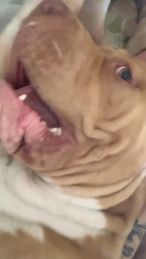 Kalindra Faria Instagram - Venom mimado !!! 😆

@___monsterbaby___ 🐶🐾 

#pitbull #pitbulls #pitmonster #pitbullbrasil #pitbullsofinstagram