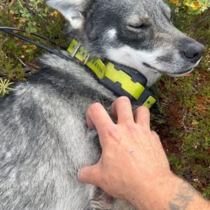 Kalle Zackari Wahlström Instagram - Underbara dagar i Västerbottens inland. Fanns en hel del älg, men dom vägrade stå. Kerstin kom med största tjuren jag sett på grannmarken. Får ta nya tag efter brunsten. Älgarnas asså, inte min. Bra kämpat hundar och människor. Funderar på att ta en dusch när jag kommer hem.