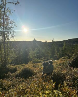 Kalle Zackari Wahlström Instagram - Underbara dagar i Västerbottens inland. Fanns en hel del älg, men dom vägrade stå. Kerstin kom med största tjuren jag sett på grannmarken. Får ta nya tag efter brunsten. Älgarnas asså, inte min. Bra kämpat hundar och människor. Funderar på att ta en dusch när jag kommer hem.