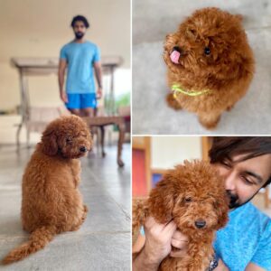 Kalyaan Dhev Instagram - Training time for #Toffee 🐶 

#LockdownTherapy