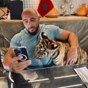 Kamel Guenfoud Instagram - Sorry, I didn’t text you : he did 🐅🤷🏻‍♂️

📍 @albuqaish.jungle 

#albuqaishprivatezoo #albuqaishjungle #albuqaish #dubaizoo #dubairefuge #animallovers #animallover #refugeanimalier #refugepouranimaux