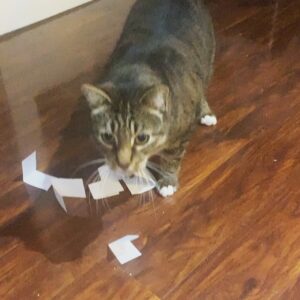 Kandra King Instagram - #HappyCaturday
When your man can’t draw names for #Christmas, Pookey helps. It was perfect!