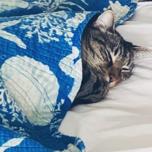 Kandra King Instagram - Happy#Caturday
My little guy who always sleeps by Daddy’s feet decided to imitate me & slept exactly where & like I do.  How did he even get in there like that? 🙀POOKEY is #PRECIOUS! ❤️