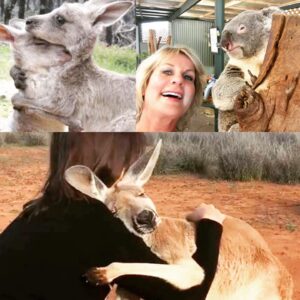 Kandra King Instagram - #PrayForAustralia
#AustraliaWildfires #Australia has been devastated. My heart 💔 breaks for all this helpless creatures.  #PrayingForRain 🙏#Koalas #Kangaroos #Safety #GodBless the #RescueTeam To help, you can donate to #redcrossaustralia www.redcross.org.au/