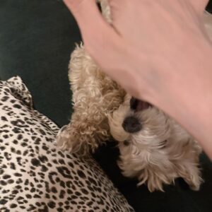 Kang Byul Instagram - 금자랑❤️🐶