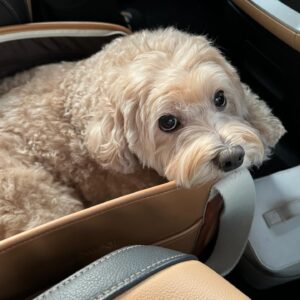 Kang Byul Instagram - 오랜만에 금자모음zip🩷🐶