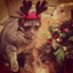 Kara Eberle Instagram - Merry Catmas!