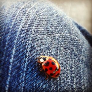 Kara Eberle Instagram - Luck be a lady... bug :)