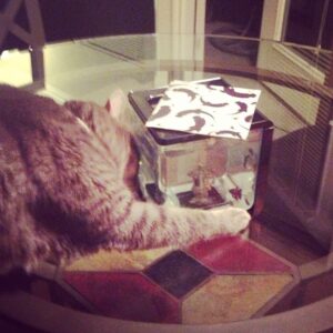 Kara Eberle Instagram - I hope my new fish lasts longer than 5 minutes. Stella, don't mess with Cortanafish.