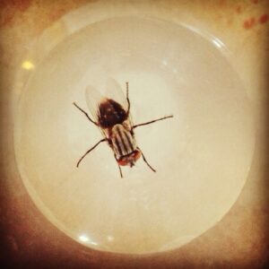 Kara Eberle Instagram - I didn't know we had demon zebra flies in Texas...