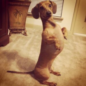 Kara Eberle Instagram - I raised a wiener.