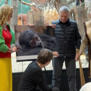 Karel Kovář Instagram - Milá Mobi, drahá kmotřenko, Tvoje jméno znamená "dědička". A Tvá babička, Moja, tady velké dědictví zanechala! Možná celou generaci dětí (já jsem jedním z nich), které její narození přivedlo k zájmu o zvířata a speciálně Gorily nížinné - tak Ti bude spousta lidí říkat, tak jen abys byla připravená! ☺️ Já jsem taky z nížiny. Od Pardubic. Našemu druhu říkají "člověk moudrý vyspělý". I když Ti vlastně nevím... Kdyby náš druh byl opravdu moudrý a vyspělý, nezpůsobil by, že jste dnes kriticky ohrožený druh. Naštěstí jsou mezi námi i lidé dobří. Ti, kteří jen neničí, neloví a neplundrují. Ale ti, kteří chrání a pečují. Ať už o vaši tlupu tady v Praze a v dalších zoologických zahradách po celém světě, nebo o tlupy daleko v Africe - třeba mezi Rwandou, Ugandou a Kongem - ve volné přírodě. Ochraňují vás před těmi, kteří jsou všechno, jen ne moudří a vyspělí.

Přeju Ti, abys, stejně jako babi, dovedla nejen do ZOO, ale i k zájmu o váš druh co nejvíc dětí i dospělých. Jenom na křtu se na Tebe přišlo podívat tolik zvědavců! A já byl jeden z nich. Měl jsem problém z Tebe a zbytku smečky spustit oči. Buď zdravá, zvídavá a spokojená! 🦍 Jsme všichni moc rádi, že Tě máme. 

S láskou Tvůj kmotr, Kovy 🤍