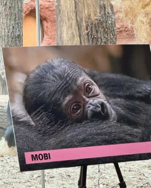 Karel Kovář Instagram - Milá Mobi, drahá kmotřenko, Tvoje jméno znamená "dědička". A Tvá babička, Moja, tady velké dědictví zanechala! Možná celou generaci dětí (já jsem jedním z nich), které její narození přivedlo k zájmu o zvířata a speciálně Gorily nížinné - tak Ti bude spousta lidí říkat, tak jen abys byla připravená! ☺️ Já jsem taky z nížiny. Od Pardubic. Našemu druhu říkají "člověk moudrý vyspělý". I když Ti vlastně nevím... Kdyby náš druh byl opravdu moudrý a vyspělý, nezpůsobil by, že jste dnes kriticky ohrožený druh. Naštěstí jsou mezi námi i lidé dobří. Ti, kteří jen neničí, neloví a neplundrují. Ale ti, kteří chrání a pečují. Ať už o vaši tlupu tady v Praze a v dalších zoologických zahradách po celém světě, nebo o tlupy daleko v Africe - třeba mezi Rwandou, Ugandou a Kongem - ve volné přírodě. Ochraňují vás před těmi, kteří jsou všechno, jen ne moudří a vyspělí.

Přeju Ti, abys, stejně jako babi, dovedla nejen do ZOO, ale i k zájmu o váš druh co nejvíc dětí i dospělých. Jenom na křtu se na Tebe přišlo podívat tolik zvědavců! A já byl jeden z nich. Měl jsem problém z Tebe a zbytku smečky spustit oči. Buď zdravá, zvídavá a spokojená! 🦍 Jsme všichni moc rádi, že Tě máme. 

S láskou Tvůj kmotr, Kovy 🤍
