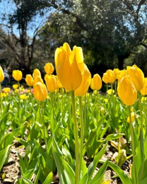 Karissa Lee Staples Instagram - Medicine 🌷🌼❤️