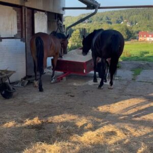 Karolína Krezlová Instagram - Mám nějakou nostalgickou a chybí mi ten náš raubíř ❤️ Já jemu určitě taky, protože nemá koho tejrat..

#arabskyplnokrevnik#welshbred#welsh#horselove