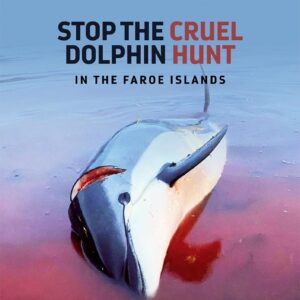 Karolina Wydra Instagram - Repost from @paulnicklen
•
Please comment with a 💔 if you find these images of slaughtered white-sided dolphins as horrific as I do. They are the victims of a traditional dolphin hunt called Grindadráp (or "The Grind") that takes place annually on the shores of the Faroe Islands, an archipelago between Iceland and Norway. Last week's horrific event is estimated to be the largest single cull in the island's history, with even seasoned whalers deeming the slow, cruel mass killing of over 1,400 white-sided dolphins in a single day unethical. I don't believe "tradition" is an adequate justification for this senseless practice. In fact, I can't think of a single reason why it should be allowed to continue. If you agree, please visit the link in my bio and sign our @OnlyOne petition urging the Faroese Prime Minister to end the Grindadráp for good. With @SeaLegacy. Photos by @SeaShepherd. #Dolphin #WhiteSidedDolphin #FaroeIslands #Faroe #Slaughter #VisitFaroeIslands #ForTheOcean #SaveTheOcean #MarineConservation #OnlyOne