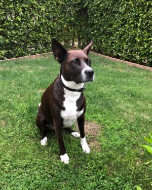 Karolina Wydra Instagram - TOOTSIE #happynationaldogday #adoptdontshop @soulsofsatos