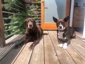 Karolina Wydra Instagram - Happy National Dog Day. Everyday to these beauties. Billie and Tootsie.