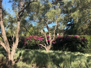 Karolina Wydra Instagram - It was a lovely weekend in Montecito.