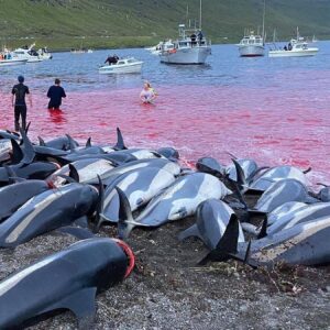 Karolina Wydra Instagram - Repost from @paulnicklen
•
Please comment with a 💔 if you find these images of slaughtered white-sided dolphins as horrific as I do. They are the victims of a traditional dolphin hunt called Grindadráp (or "The Grind") that takes place annually on the shores of the Faroe Islands, an archipelago between Iceland and Norway. Last week's horrific event is estimated to be the largest single cull in the island's history, with even seasoned whalers deeming the slow, cruel mass killing of over 1,400 white-sided dolphins in a single day unethical. I don't believe "tradition" is an adequate justification for this senseless practice. In fact, I can't think of a single reason why it should be allowed to continue. If you agree, please visit the link in my bio and sign our @OnlyOne petition urging the Faroese Prime Minister to end the Grindadráp for good. With @SeaLegacy. Photos by @SeaShepherd. #Dolphin #WhiteSidedDolphin #FaroeIslands #Faroe #Slaughter #VisitFaroeIslands #ForTheOcean #SaveTheOcean #MarineConservation #OnlyOne