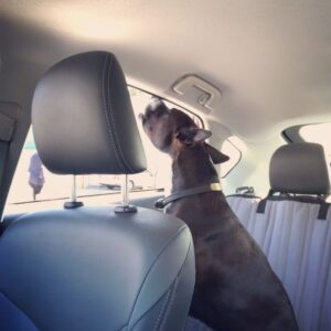 Karolina Wydra Instagram - Her howl is so beautiful. Tootsie my love. @soulsofsatos #adoptdontshop