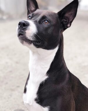 Karolina Wydra Instagram - Thank you for these photos. @staceycphotos My beautiful Puerto Rican beauty, Tootsie. #adoptdontshop @soulsofsatos @thepuertoricodogfund