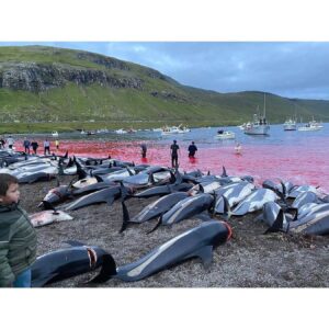 Karolina Wydra Instagram - Repost from @paulnicklen
•
Please comment with a 💔 if you find these images of slaughtered white-sided dolphins as horrific as I do. They are the victims of a traditional dolphin hunt called Grindadráp (or "The Grind") that takes place annually on the shores of the Faroe Islands, an archipelago between Iceland and Norway. Last week's horrific event is estimated to be the largest single cull in the island's history, with even seasoned whalers deeming the slow, cruel mass killing of over 1,400 white-sided dolphins in a single day unethical. I don't believe "tradition" is an adequate justification for this senseless practice. In fact, I can't think of a single reason why it should be allowed to continue. If you agree, please visit the link in my bio and sign our @OnlyOne petition urging the Faroese Prime Minister to end the Grindadráp for good. With @SeaLegacy. Photos by @SeaShepherd. #Dolphin #WhiteSidedDolphin #FaroeIslands #Faroe #Slaughter #VisitFaroeIslands #ForTheOcean #SaveTheOcean #MarineConservation #OnlyOne