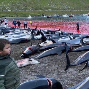 Karolina Wydra Instagram - Repost from @paulnicklen
•
Please comment with a 💔 if you find these images of slaughtered white-sided dolphins as horrific as I do. They are the victims of a traditional dolphin hunt called Grindadráp (or "The Grind") that takes place annually on the shores of the Faroe Islands, an archipelago between Iceland and Norway. Last week's horrific event is estimated to be the largest single cull in the island's history, with even seasoned whalers deeming the slow, cruel mass killing of over 1,400 white-sided dolphins in a single day unethical. I don't believe "tradition" is an adequate justification for this senseless practice. In fact, I can't think of a single reason why it should be allowed to continue. If you agree, please visit the link in my bio and sign our @OnlyOne petition urging the Faroese Prime Minister to end the Grindadráp for good. With @SeaLegacy. Photos by @SeaShepherd. #Dolphin #WhiteSidedDolphin #FaroeIslands #Faroe #Slaughter #VisitFaroeIslands #ForTheOcean #SaveTheOcean #MarineConservation #OnlyOne