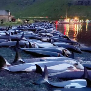 Karolina Wydra Instagram - Repost from @paulnicklen
•
Please comment with a 💔 if you find these images of slaughtered white-sided dolphins as horrific as I do. They are the victims of a traditional dolphin hunt called Grindadráp (or "The Grind") that takes place annually on the shores of the Faroe Islands, an archipelago between Iceland and Norway. Last week's horrific event is estimated to be the largest single cull in the island's history, with even seasoned whalers deeming the slow, cruel mass killing of over 1,400 white-sided dolphins in a single day unethical. I don't believe "tradition" is an adequate justification for this senseless practice. In fact, I can't think of a single reason why it should be allowed to continue. If you agree, please visit the link in my bio and sign our @OnlyOne petition urging the Faroese Prime Minister to end the Grindadráp for good. With @SeaLegacy. Photos by @SeaShepherd. #Dolphin #WhiteSidedDolphin #FaroeIslands #Faroe #Slaughter #VisitFaroeIslands #ForTheOcean #SaveTheOcean #MarineConservation #OnlyOne