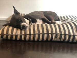 Karolina Wydra Instagram - My heart. Tootsie. #adoptdontshop @soulsofsatos