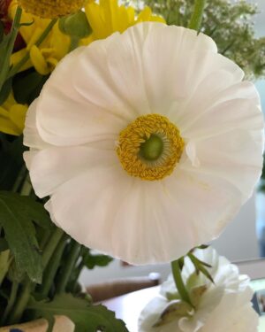 Karolina Wydra Instagram - This flower affected me today. Nature’s beauty is incredible. With everything going on, I hope this will bring some joy to your life as it did for me.