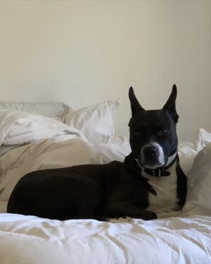 Karolina Wydra Instagram - TOOTSIE #happynationaldogday #adoptdontshop @soulsofsatos