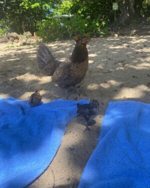 Kate Buatti Instagram - made some new friends 🦭🐓